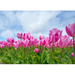 Cuadro flores con tulipanes rosas