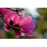Cuadro de Orquídeas Rosas en Armonía