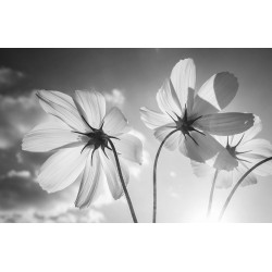 Cuadro de flores grandes blanco y negro