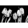 Flores tulipanes blanco y negro