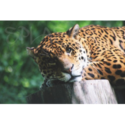 Cuadro de Leopardo fondo verde