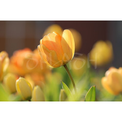 Cuadro de flores Tulipanes amarillos