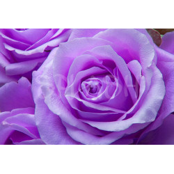 Cuadro de flor grande Rosa malva