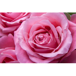 Cuadro de flores Rosa grande impreso