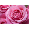 Cuadro de flores Rosa grande impreso