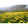 Cuadros de paisaje en amarillo y flores