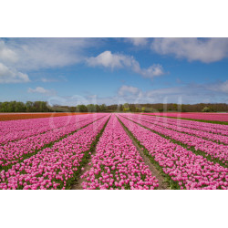 Cuadro Paisaje con campo de tulipanes