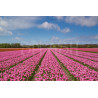 Cuadro Paisaje con campo de tulipanes