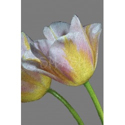 Cuadro pareja de tulipanes amarillos