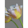Cuadro pareja de tulipanes amarillos